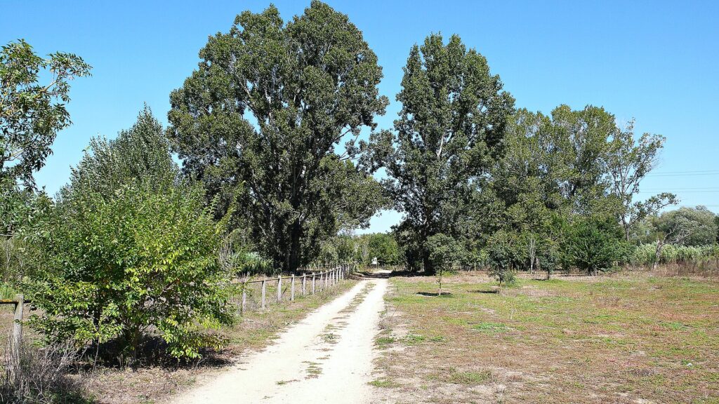 Track through the trees beside the river Tordera
