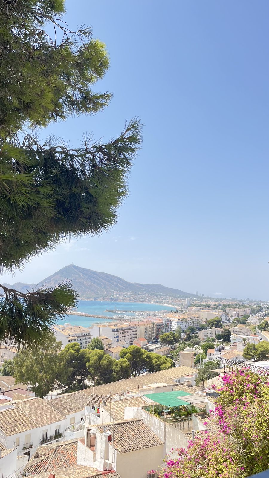 The bay of Altea and its marina seen through pine branches from the old town, with mountains and Benidorm beyond