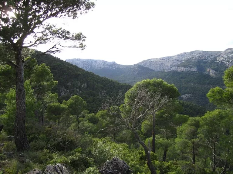 Pine forest and limestone peaks in the Sierra Espuña