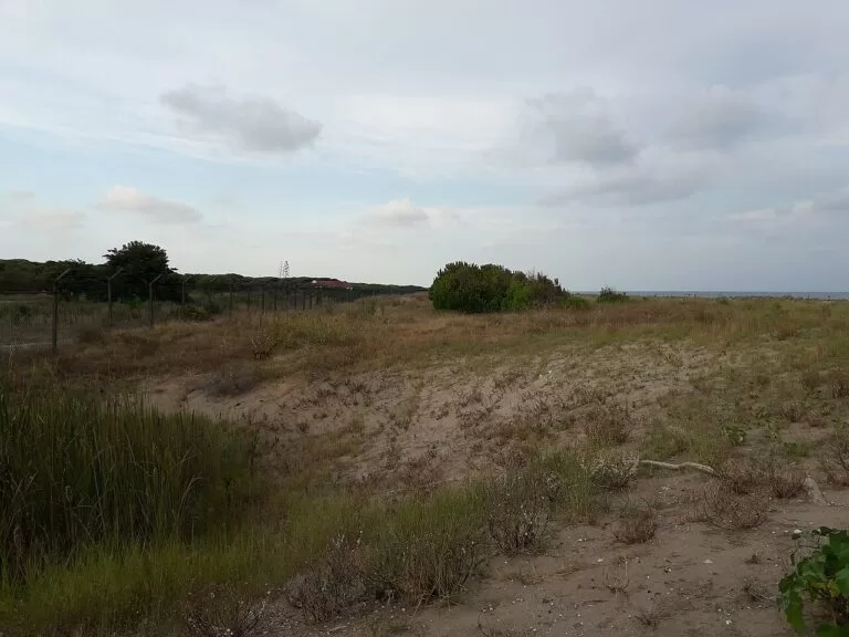 Low dunes with beach plants at Viladecans beach