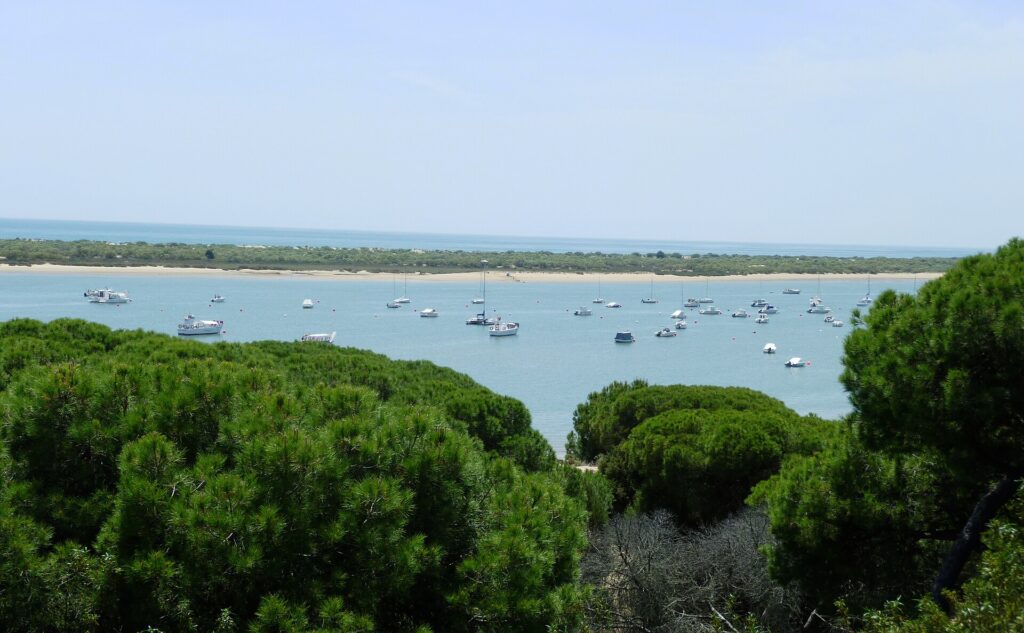 View over pine woods to the Rio Piedras estuary and the sandy spit of the Flecha del Rompido, with boats.