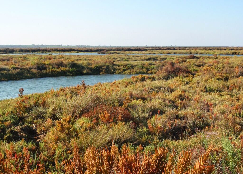 Tidal channel winding through orange and green saltmarsh vegetation in the Marismas del Odiel, Huelva.