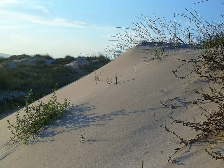 Dunas y Mar Camperpark